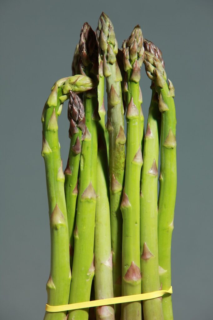 green asparagus, asparagus, green, vegetables, eat, healthy, produce, harvest, organic, fresh, fresh asparagus, fresh produce, food, healthy food, asparagus, asparagus, asparagus, asparagus, asparagus